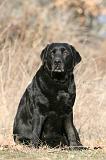 LABRADOR 1120